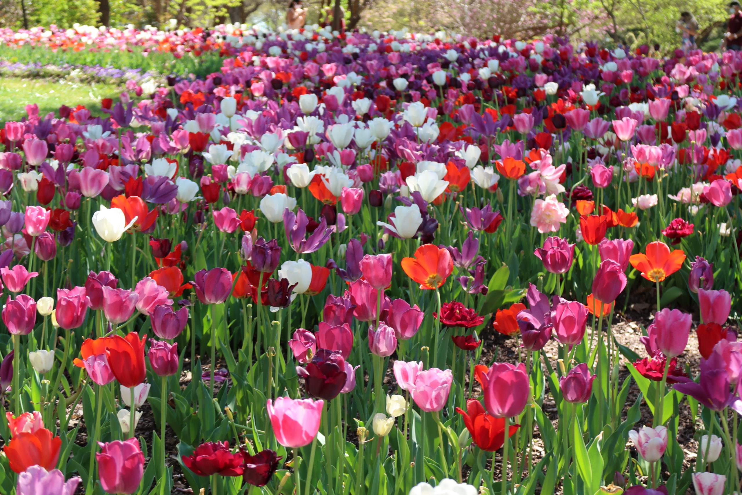 Spring flowers at the Fort Worth Botanic Gardens